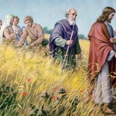 Christ in the wheat field